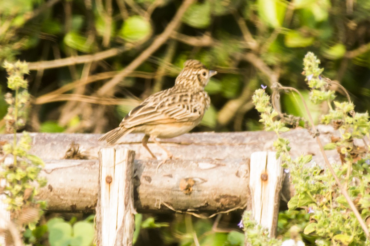 Alondra de Jerdon - ML647010409