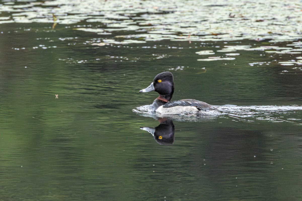 Porrón Acollarado - ML647010411