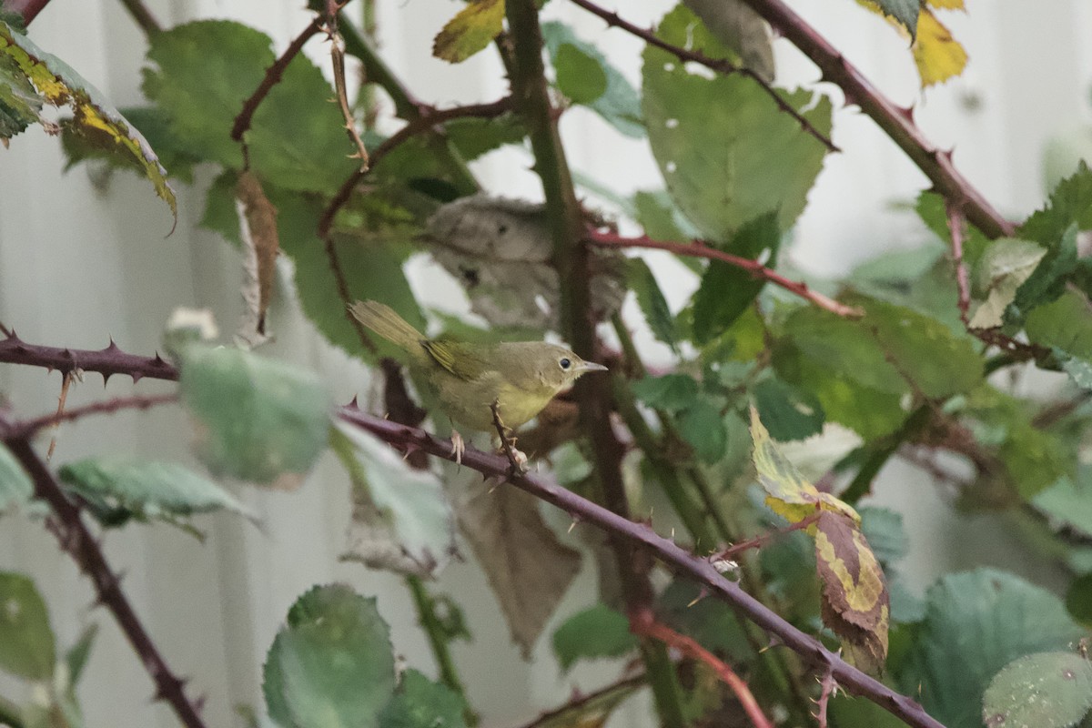 Common Yellowthroat - ML647010412