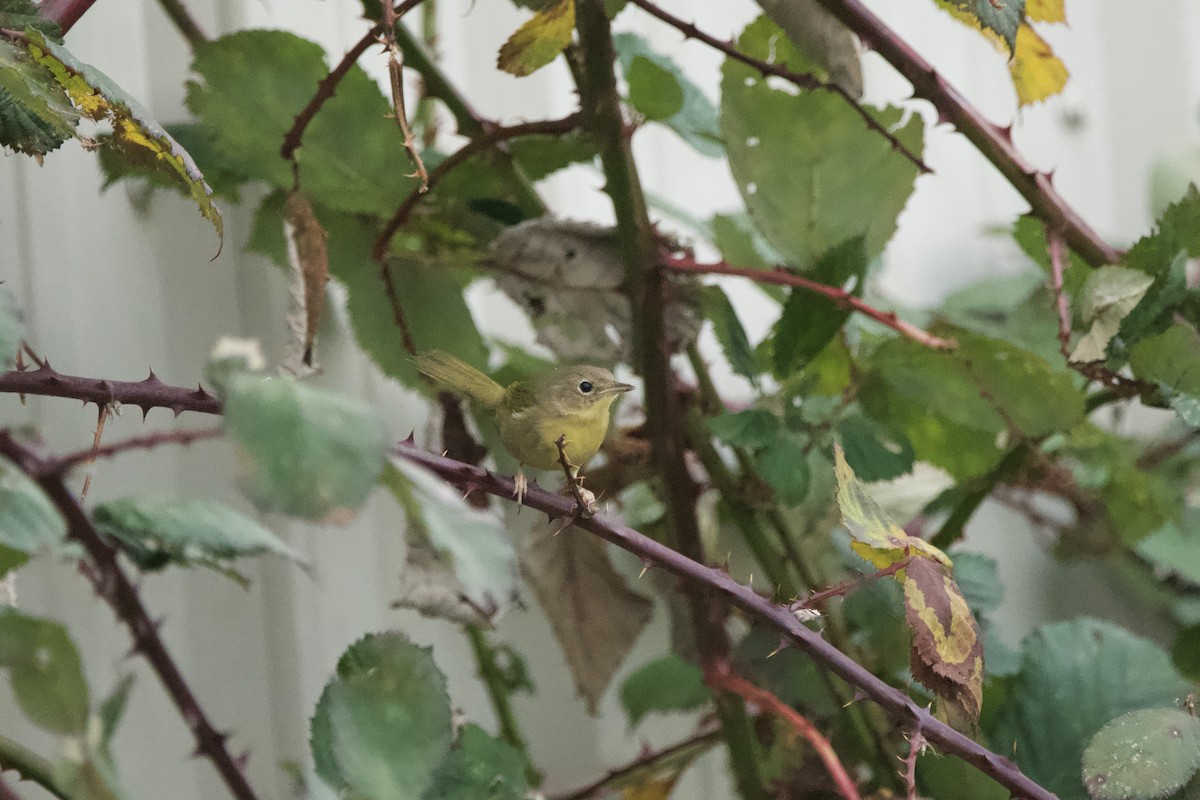 Common Yellowthroat - ML647010413
