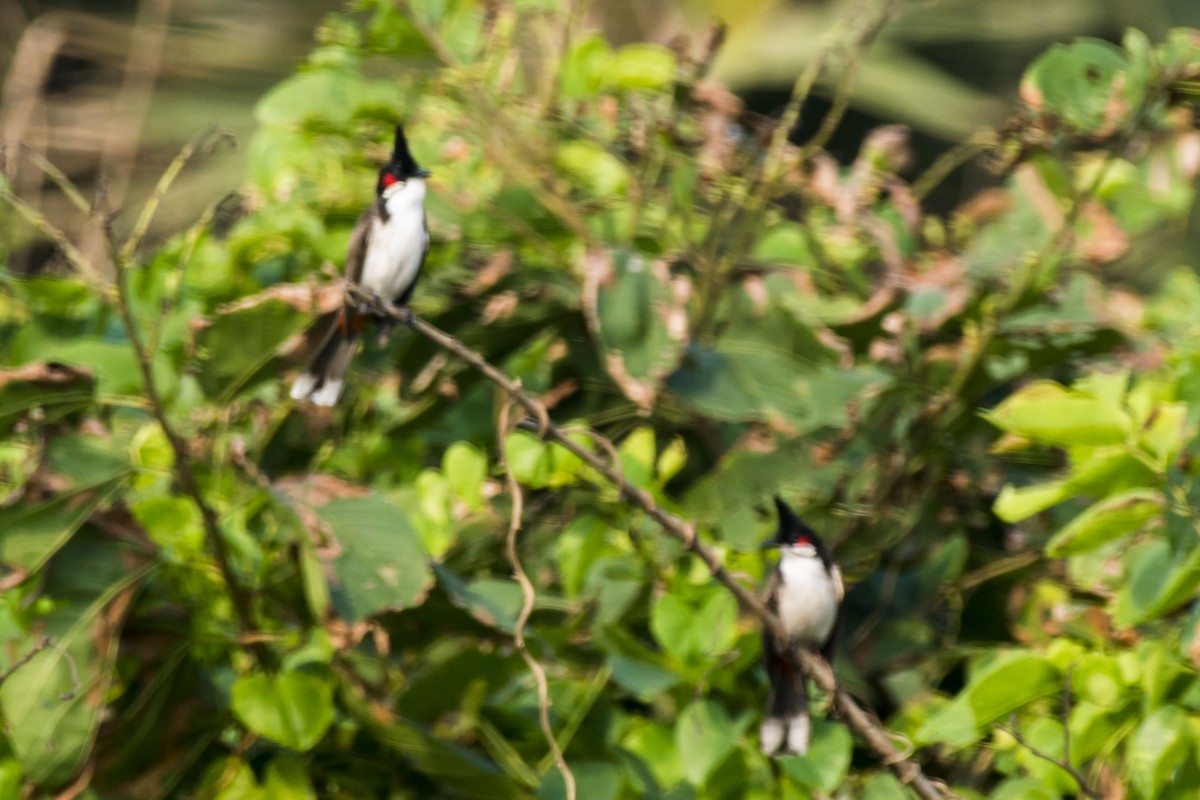 Bulbul Orfeo - ML647010416
