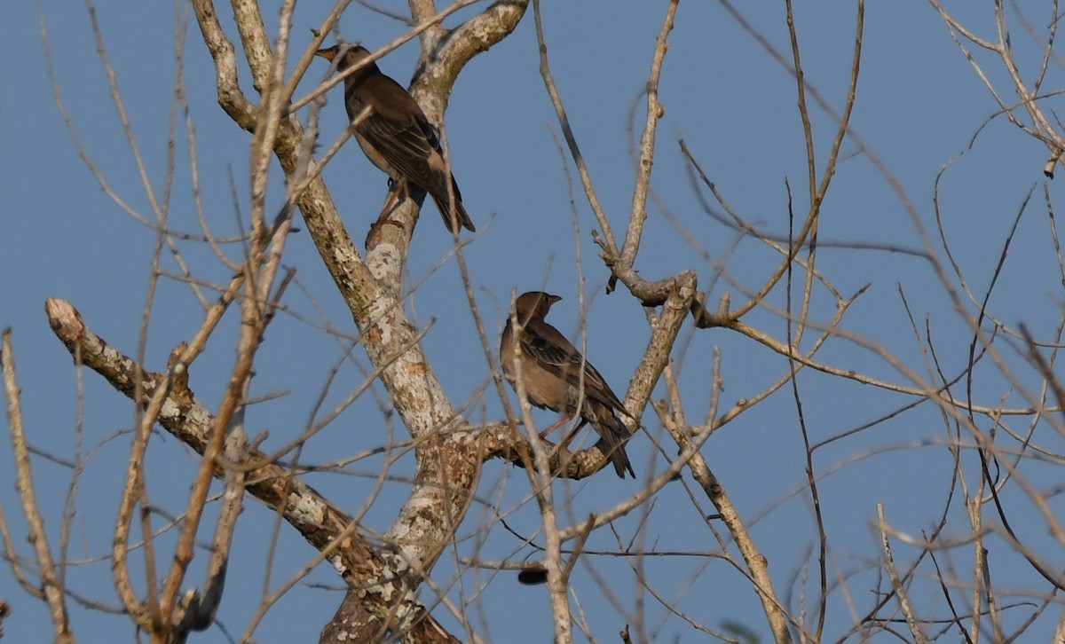 Estornino Rosado - ML647010418