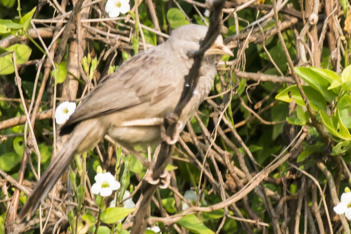Turdoide Piquigualdo - ML647010419