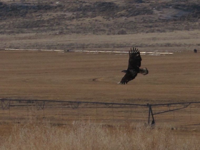 Águila Real - ML647010420