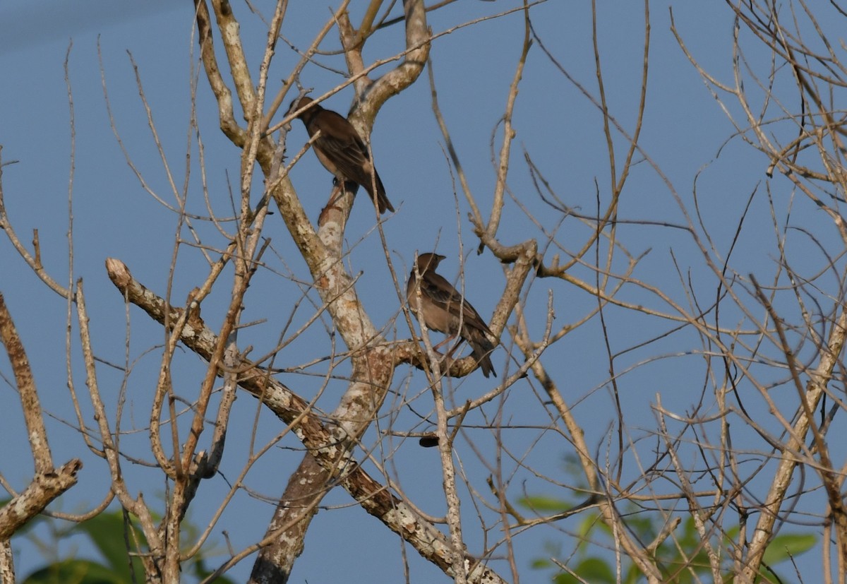 Estornino Rosado - ML647010421