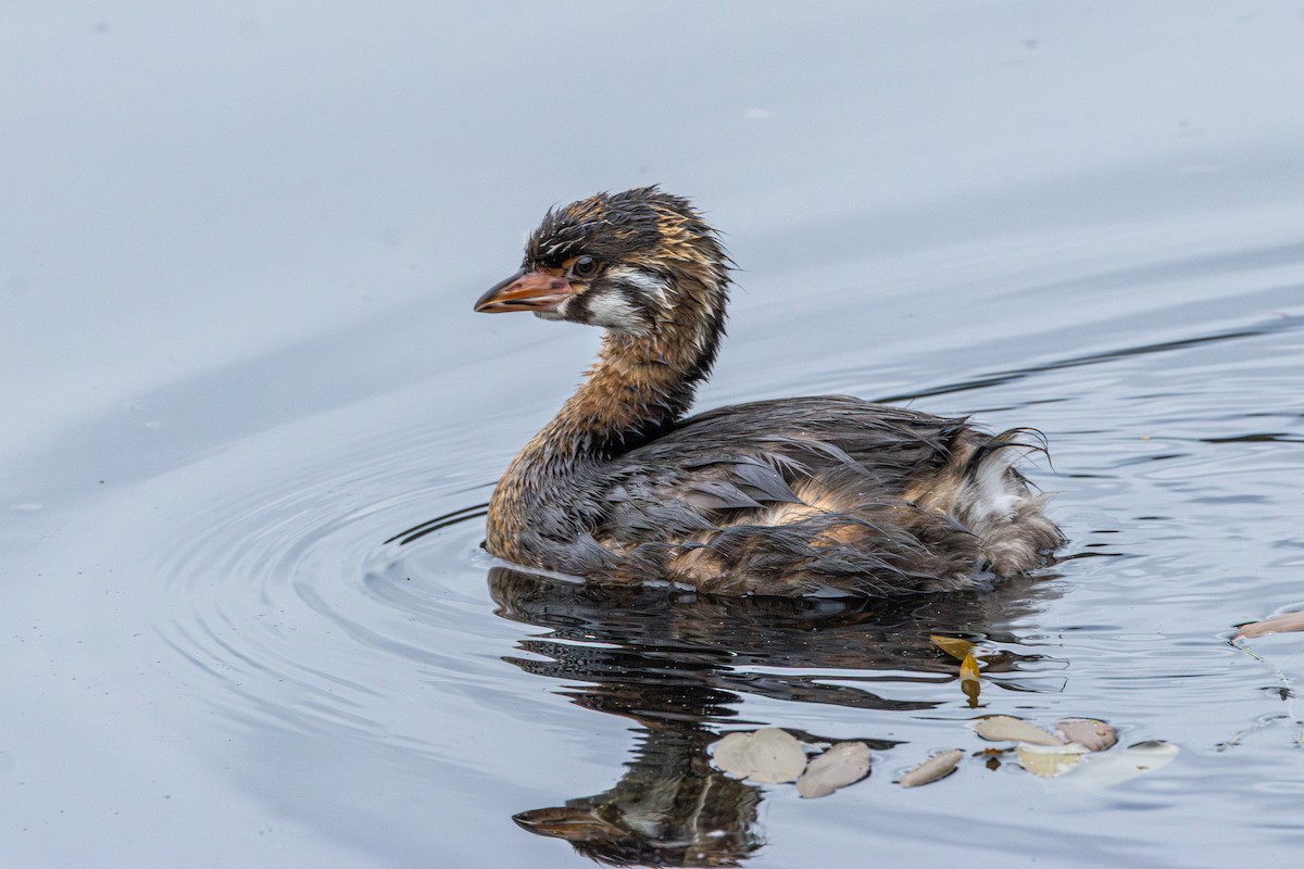 Txilinporta mokolodia - ML647010423