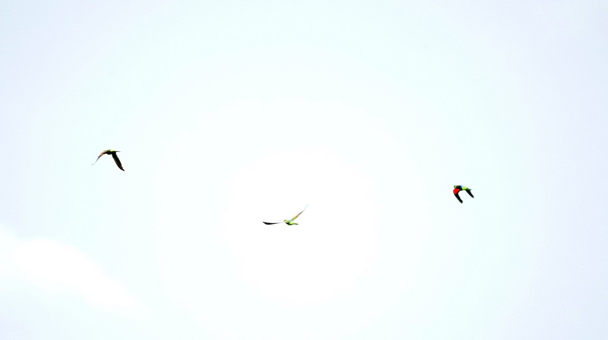 Kırmızı Kanatlı Papağan - ML647010424