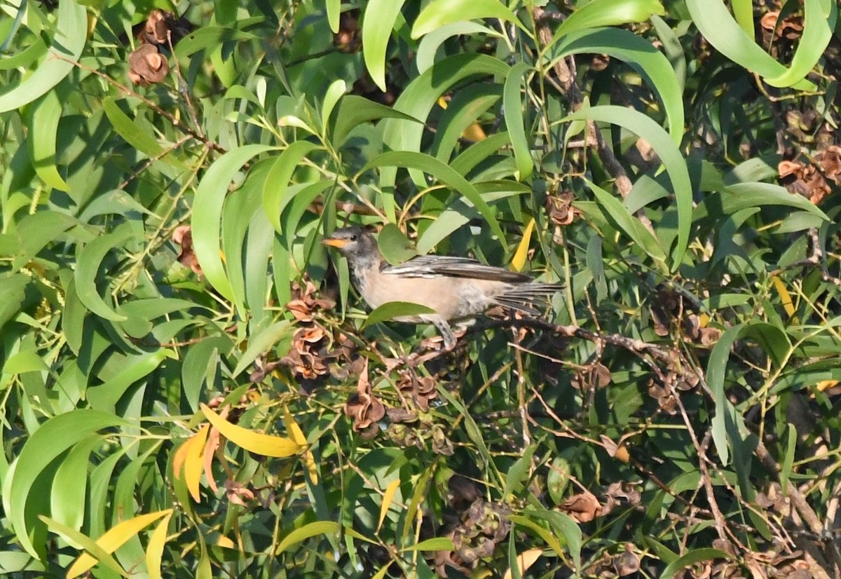 Rosy Starling - ML647010426