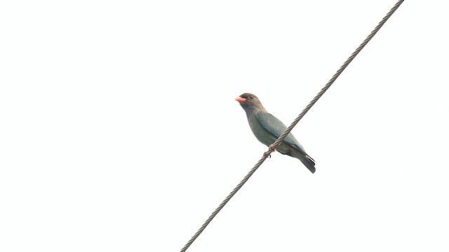 šírozobec východní - ML647010454