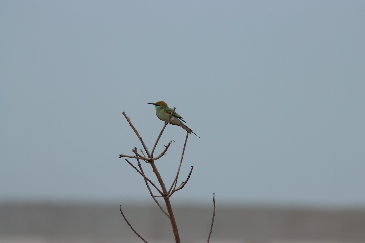 Бджолоїдка синьоброва - ML647010461