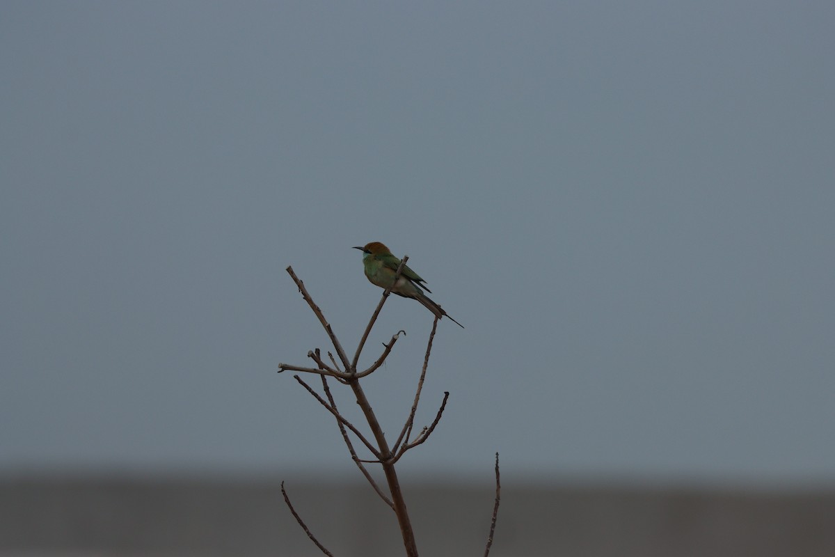 Blaukehl-Smaragdspint - ML647010462