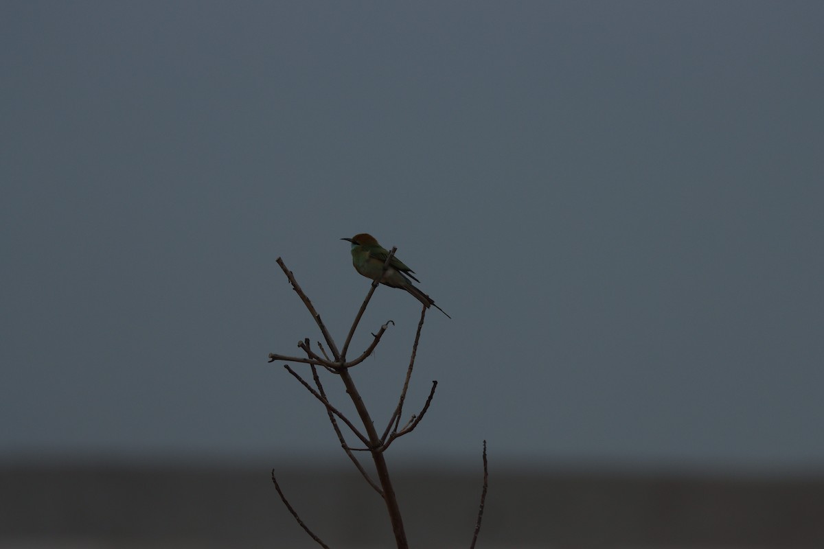 Blaukehl-Smaragdspint - ML647010463