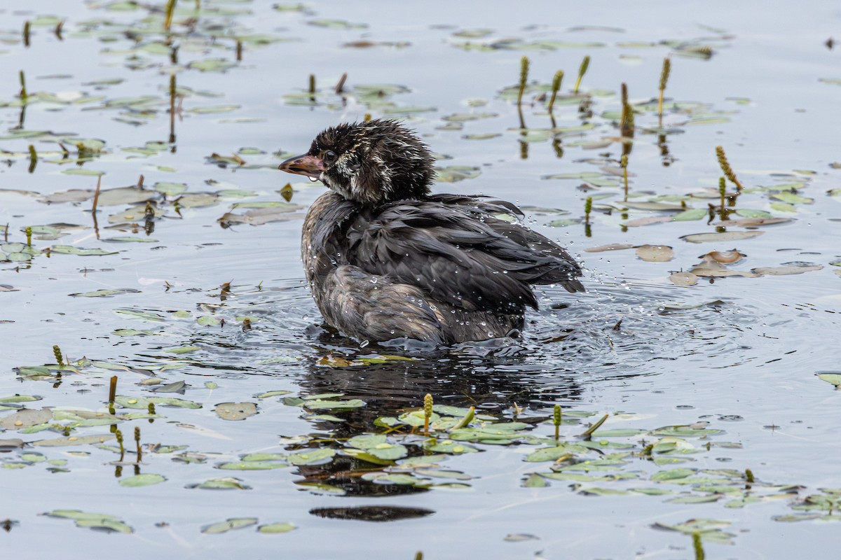 Txilinporta mokolodia - ML647010466