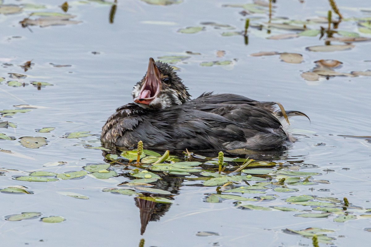 Txilinporta mokolodia - ML647010467