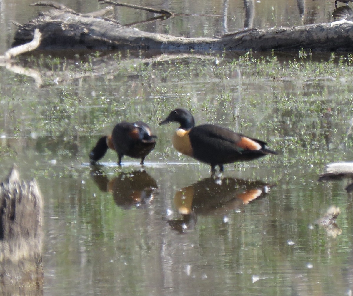 Australian Shelduck - ML647010475