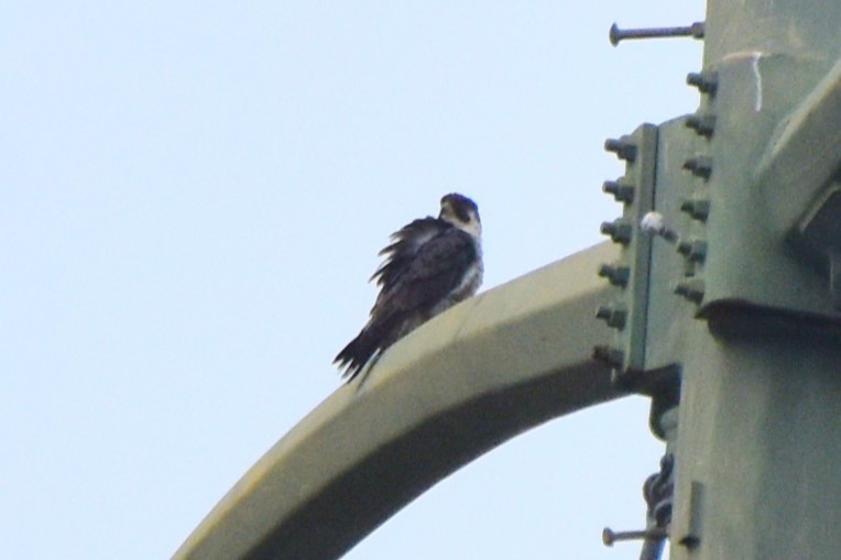 sokol stěhovavý - ML647010480