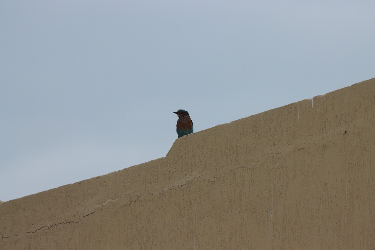 Bengalenracke - ML647010482