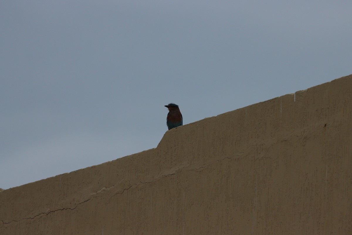 Bengalenracke - ML647010483