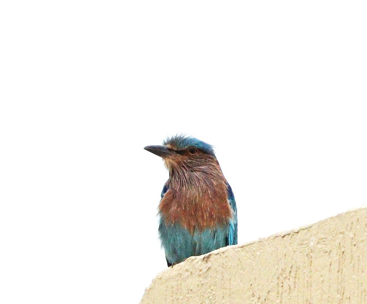 Bengalenracke - ML647010484