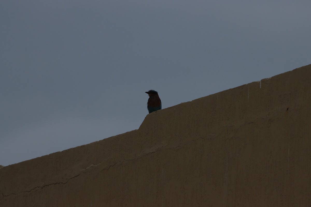 Bengalenracke - ML647010485