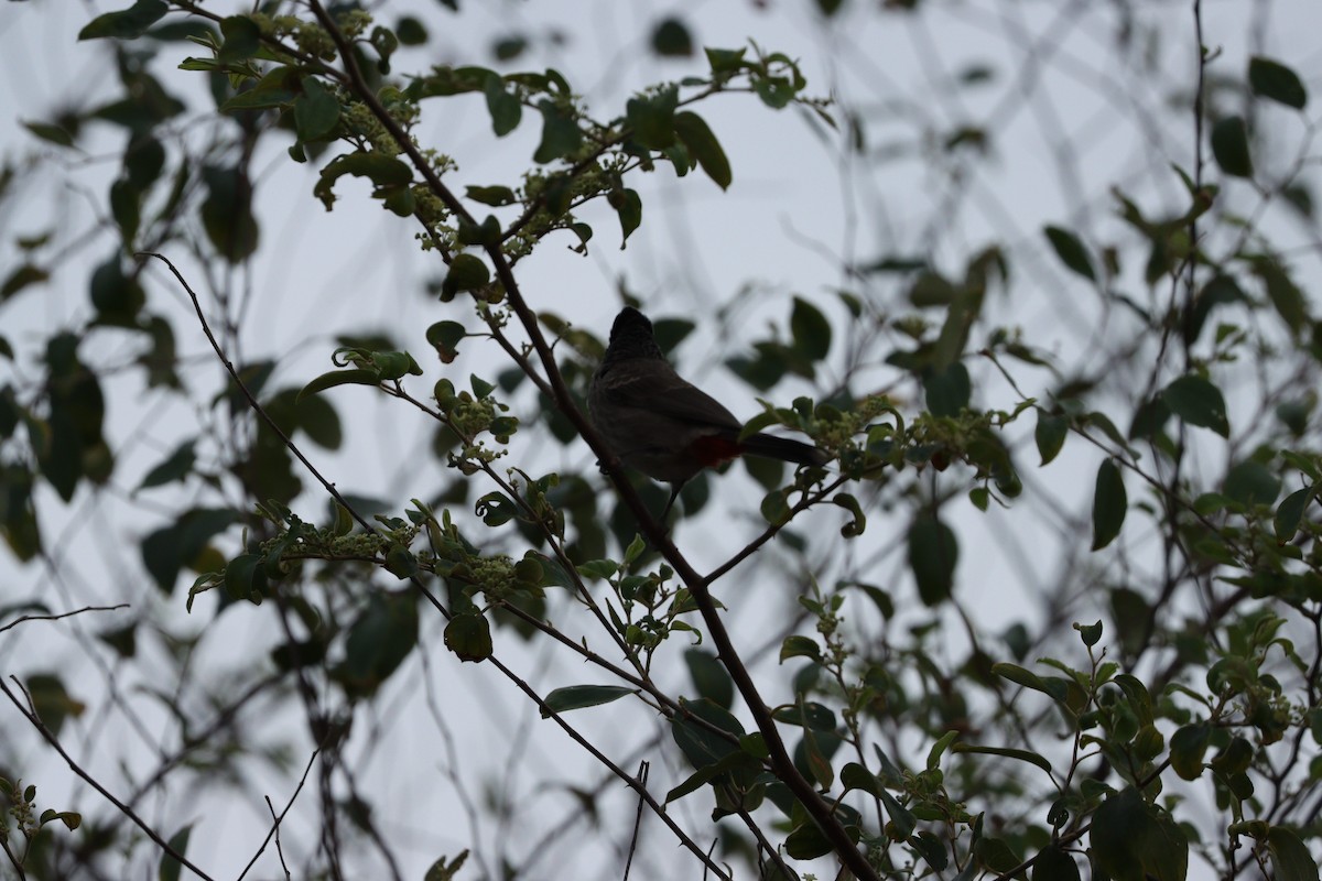 Rotsteißbülbül - ML647010490