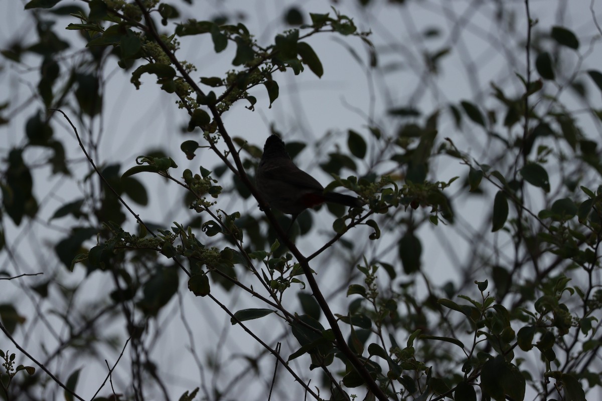 Rotsteißbülbül - ML647010491