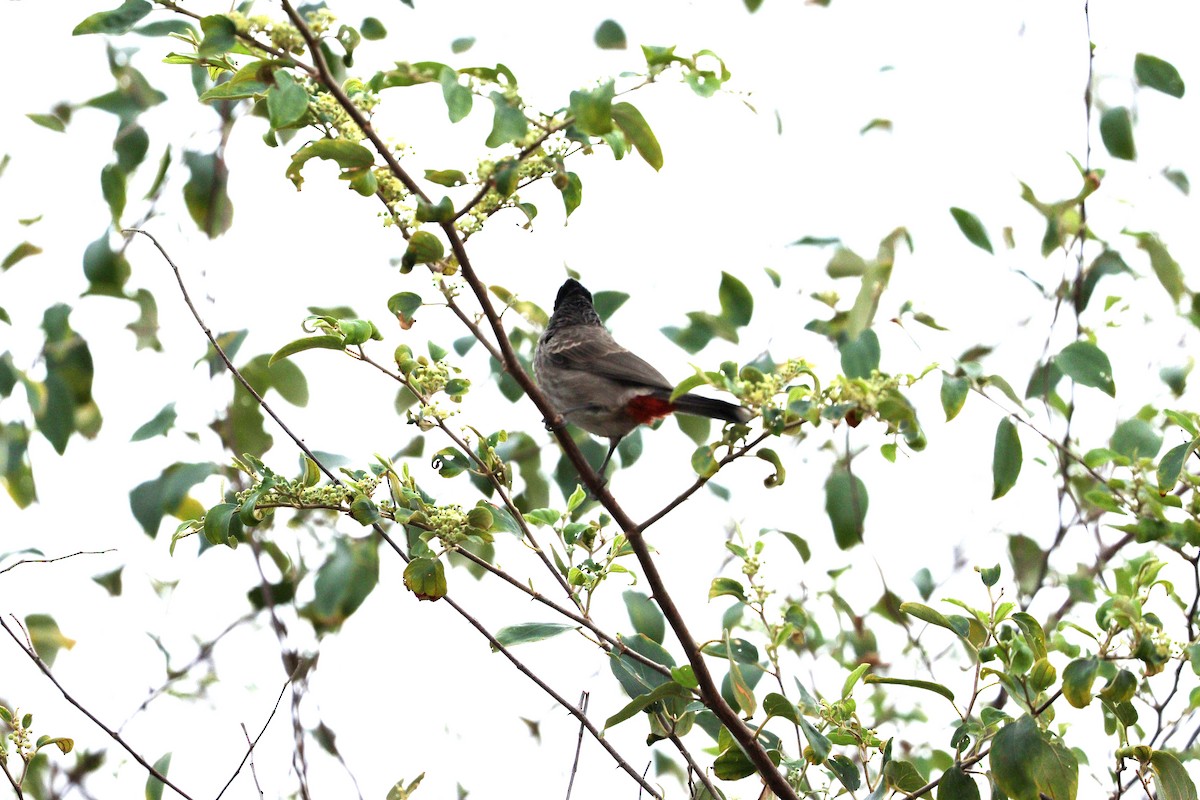 Rotsteißbülbül - ML647010492