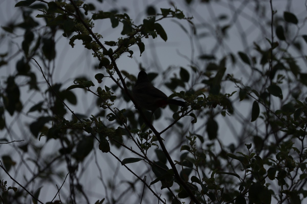 Rotsteißbülbül - ML647010493