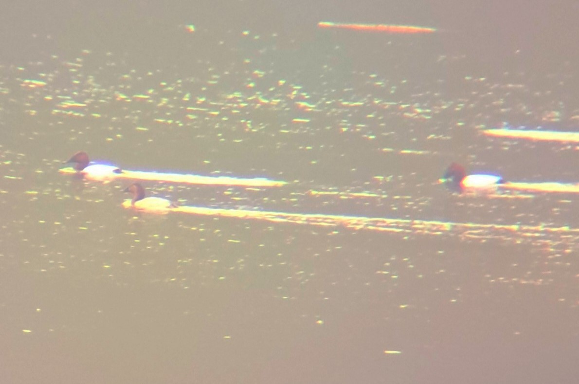 Murgilari bizkarzuria - ML647010495