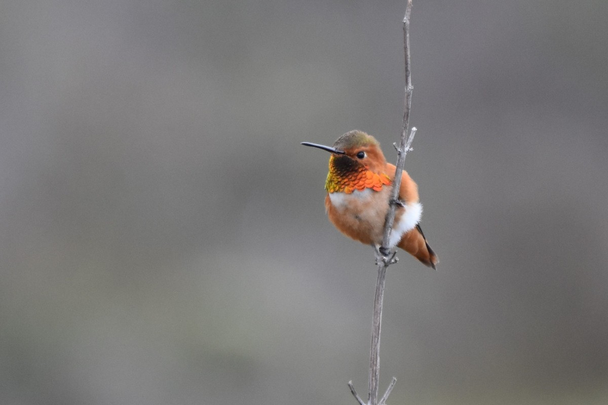 Колібрі-крихітка каліфорнійський - ML647010500