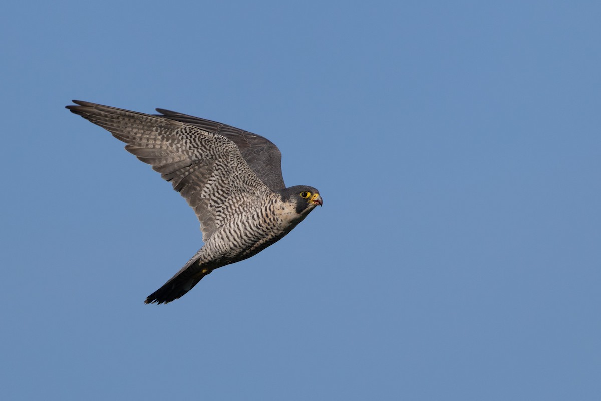 Сапсан - ML647010503