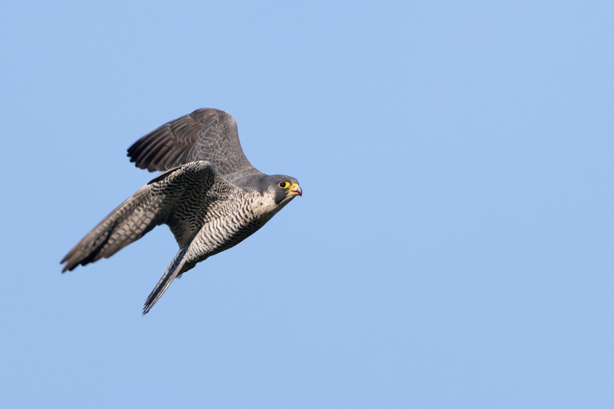 Сапсан - ML647010504