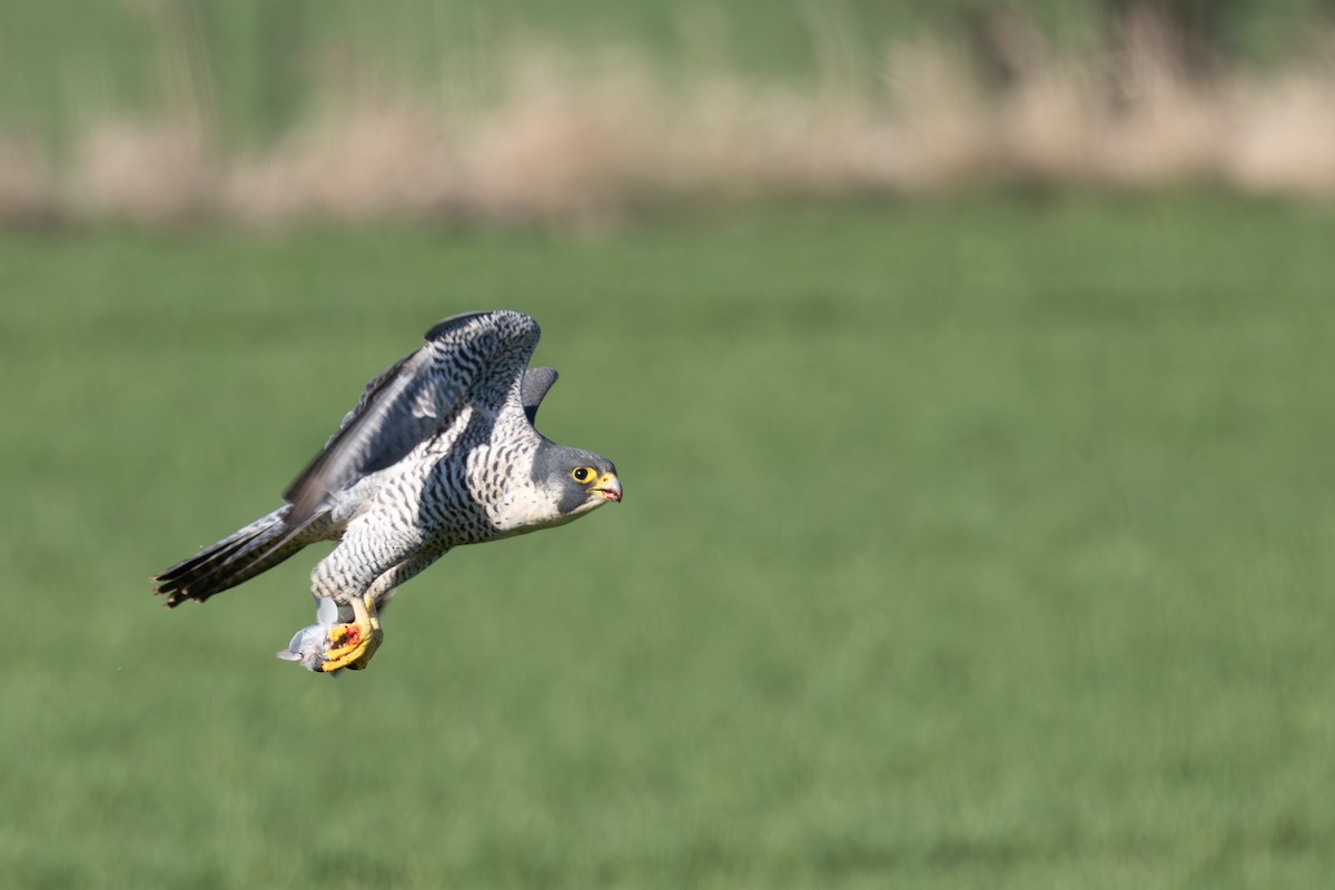 Сапсан - ML647010505