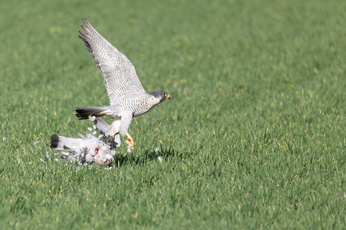 Сапсан - ML647010506