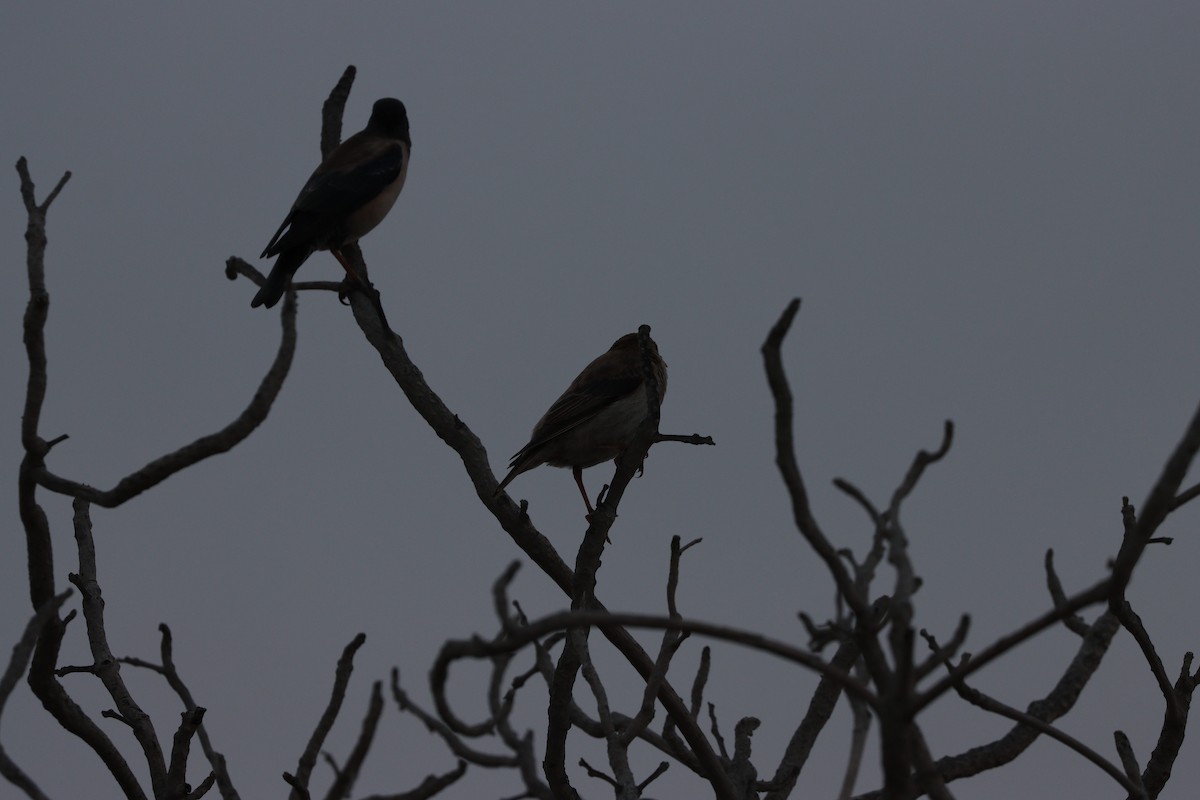 Шпак строкатий - ML647010507