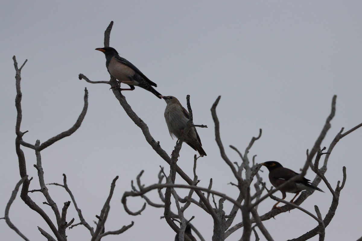 Шпак строкатий - ML647010508