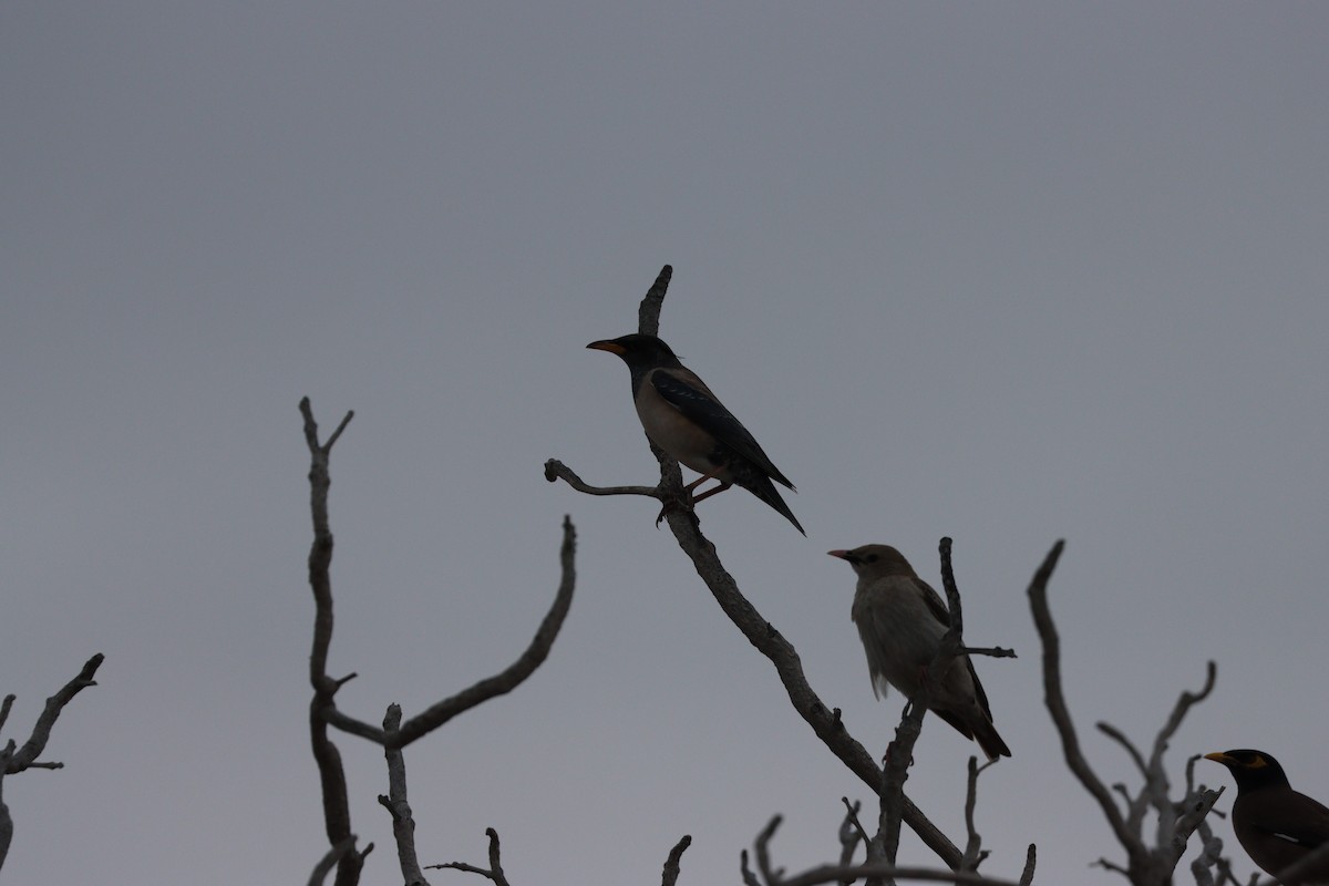 Шпак строкатий - ML647010509