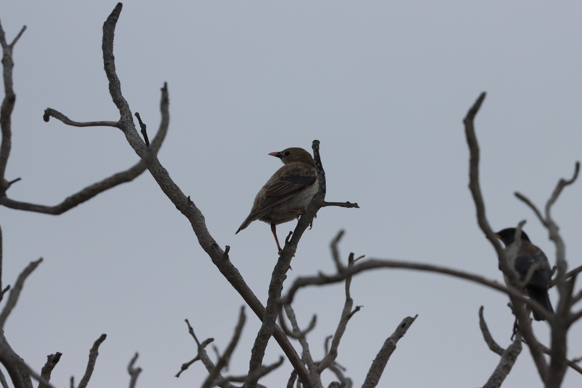 Шпак строкатий - ML647010510