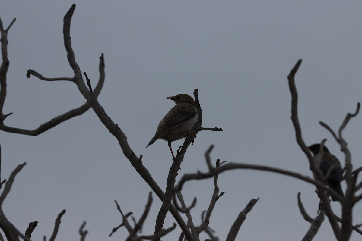 Шпак строкатий - ML647010511