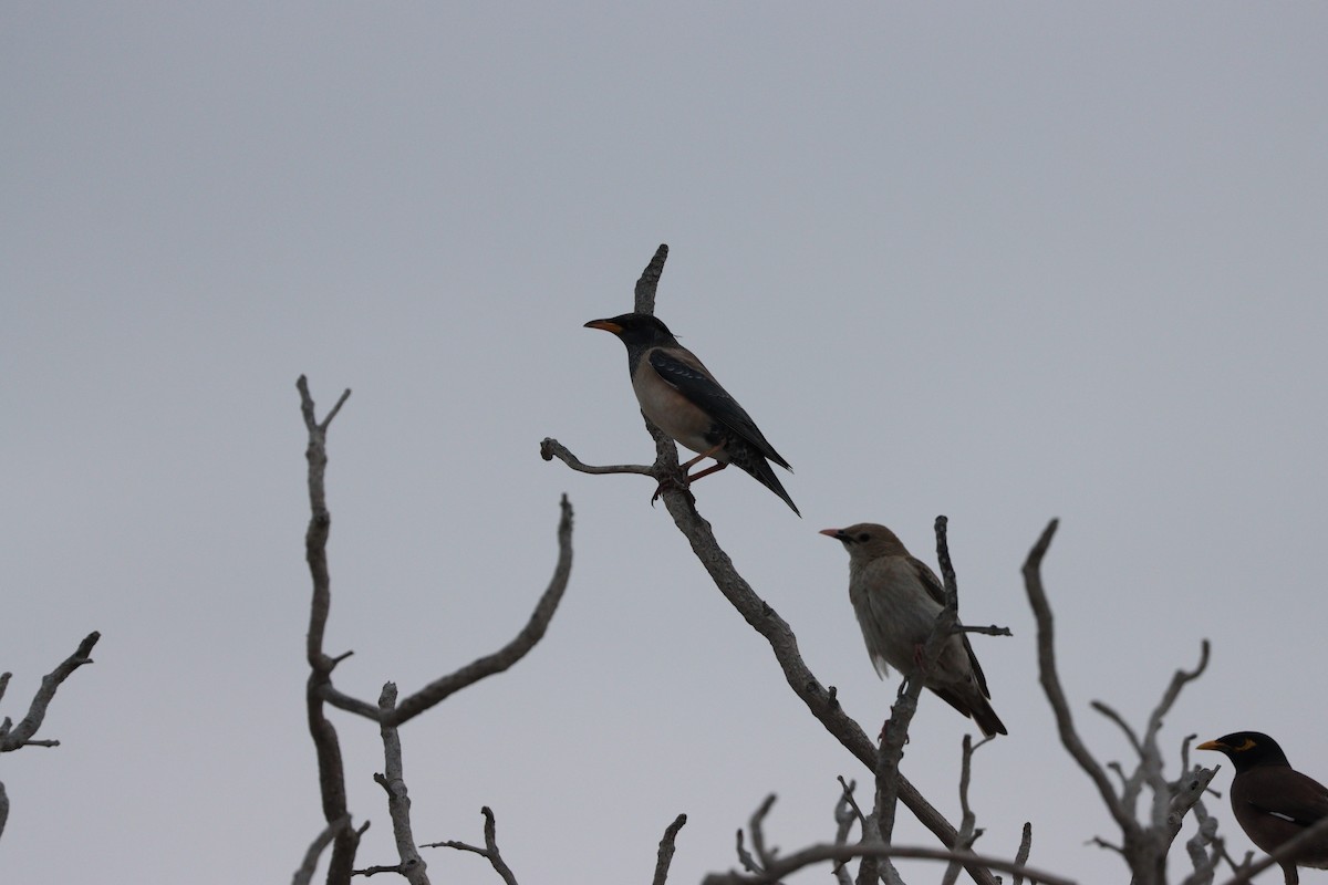 Шпак строкатий - ML647010512