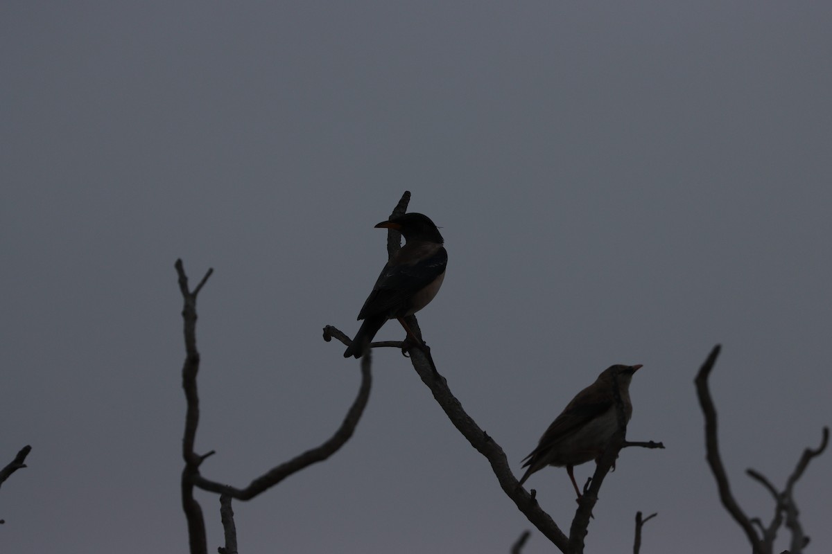 Шпак строкатий - ML647010513