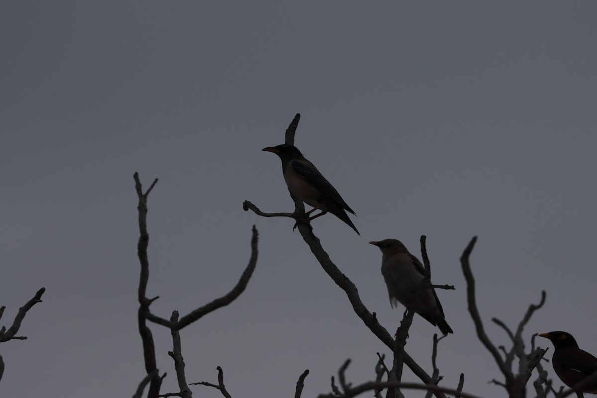 Шпак строкатий - ML647010514