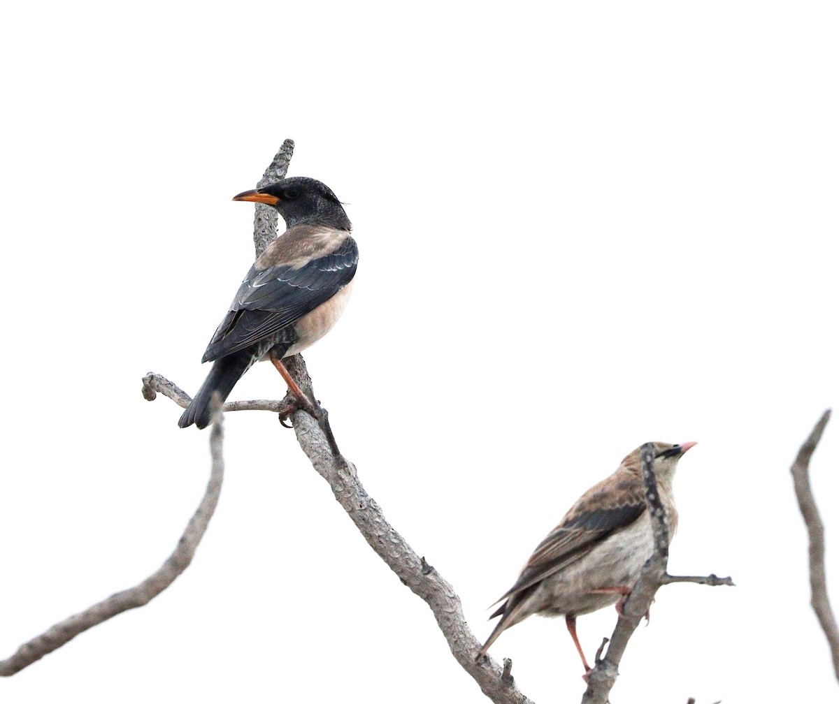 Шпак строкатий - ML647010515