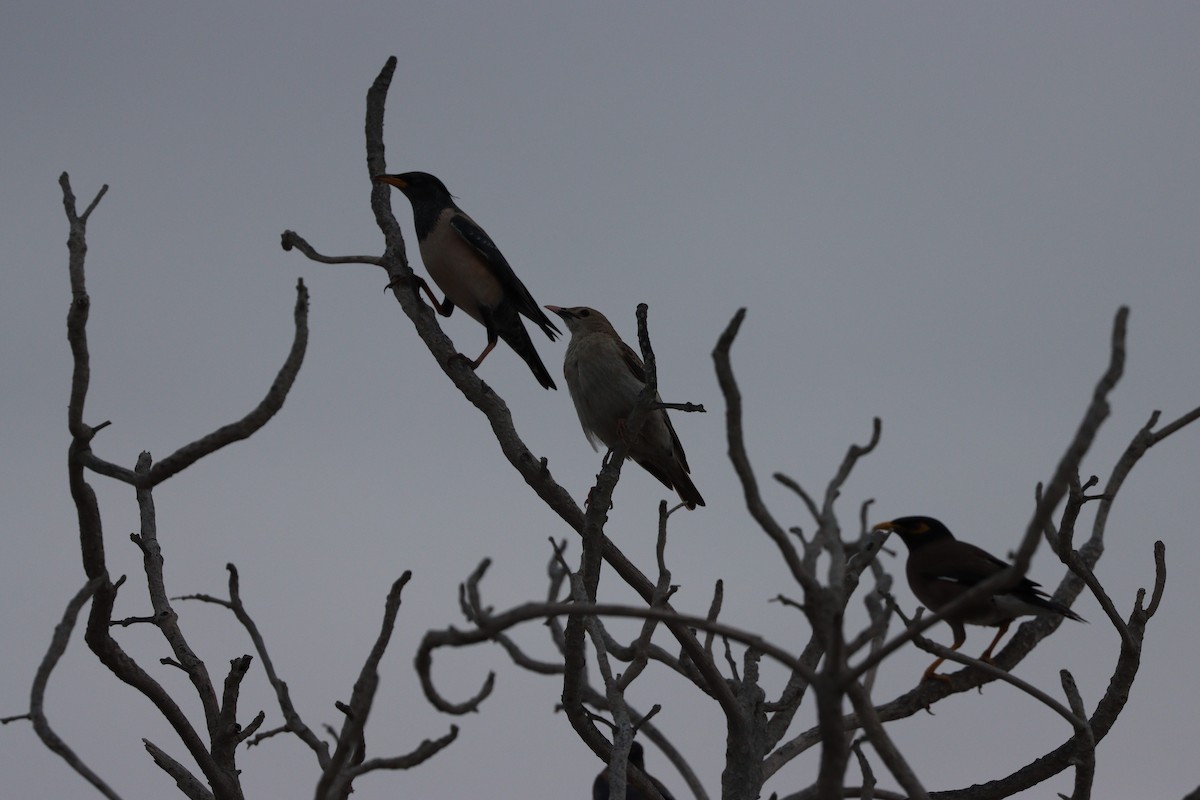 Шпак строкатий - ML647010516