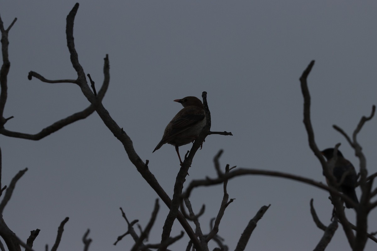 Шпак строкатий - ML647010517