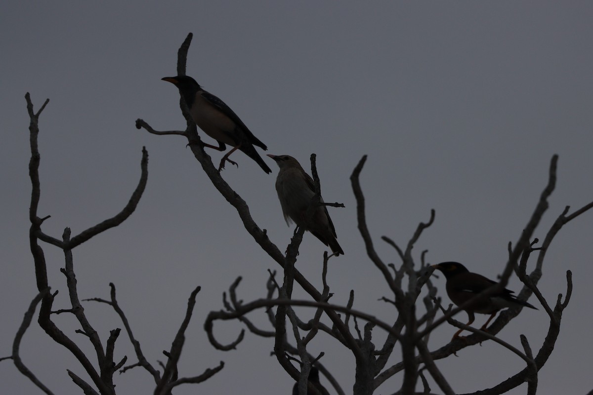 Шпак строкатий - ML647010518