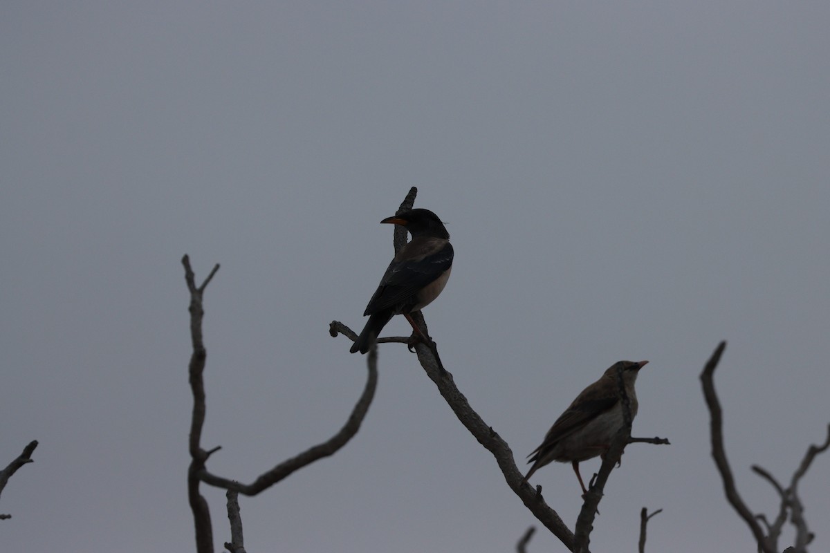 Шпак строкатий - ML647010519