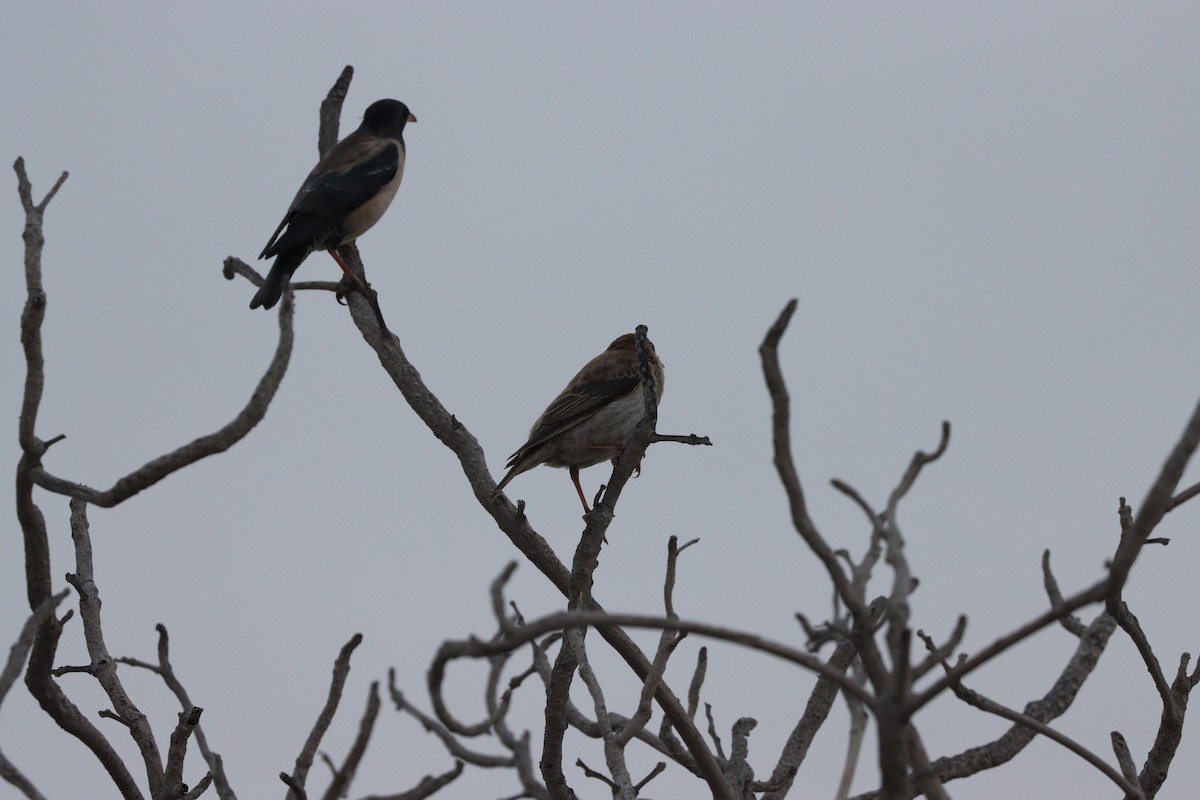 Шпак строкатий - ML647010520