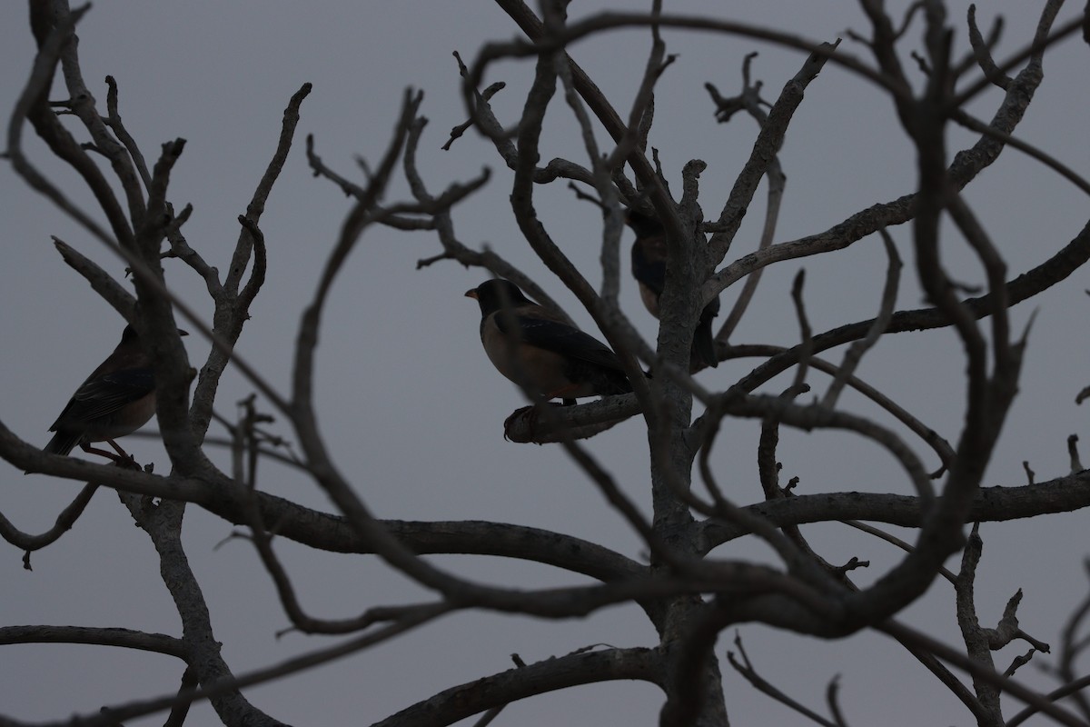 Шпак строкатий - ML647010521