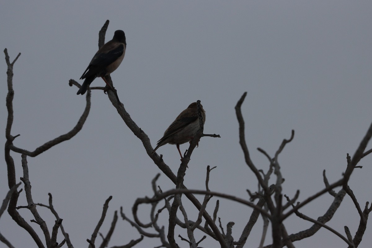 Шпак строкатий - ML647010522